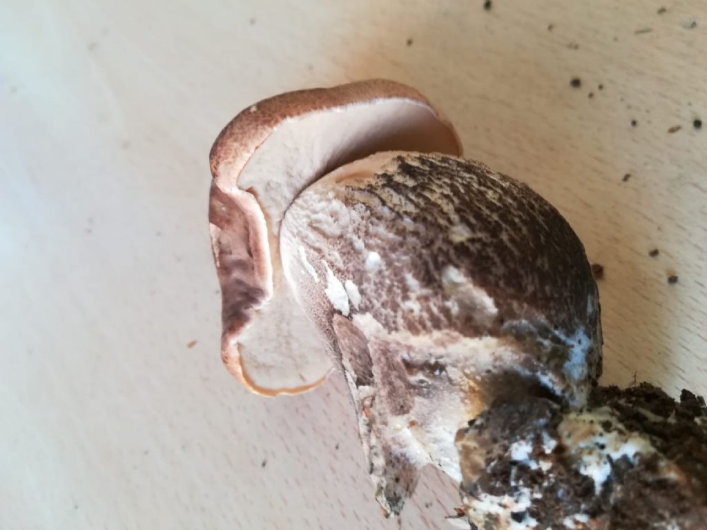 Fungo da determinare